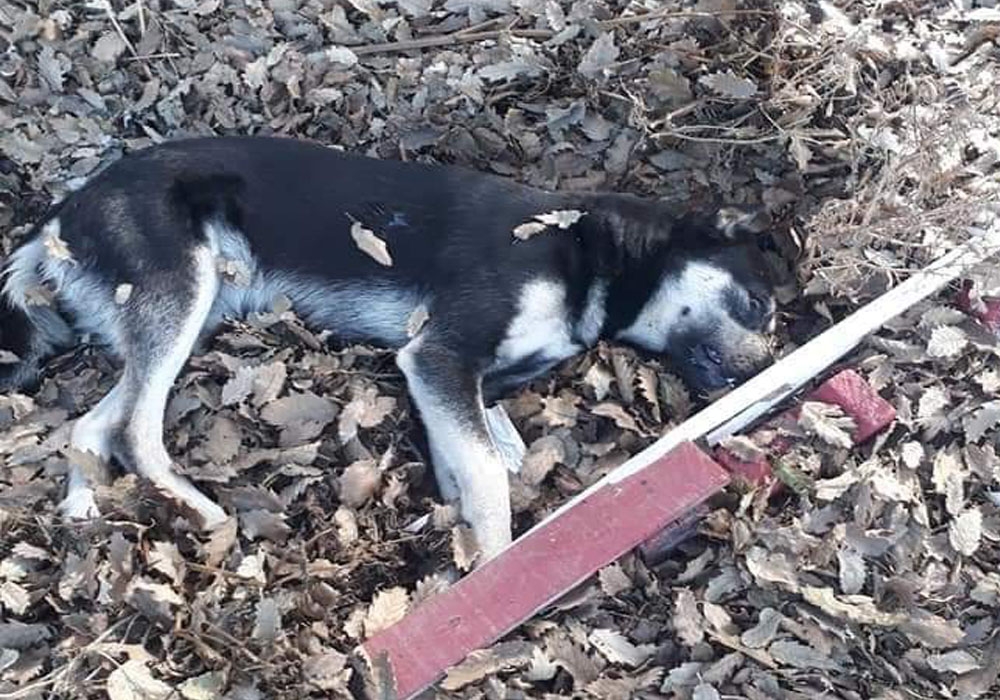 Köpek katliamı beldeyi ayağa kaldırdı