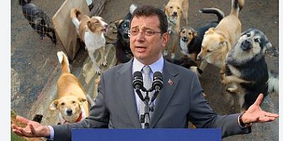 Köpek sorunu için akıl veren İmamoğlu 6 yılda sıfır çekti! 