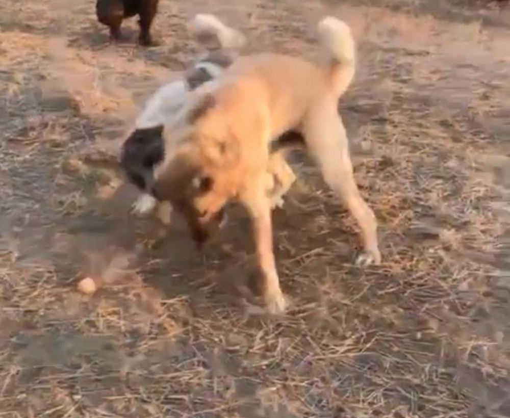 Köpekleri dövüş adı altında birbirine parçalattılar