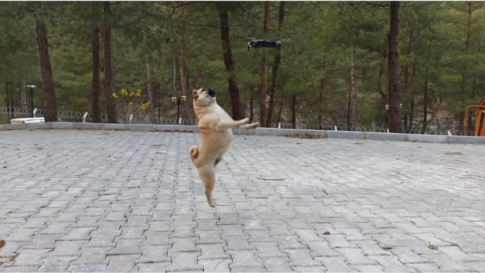 Köpeklerin drone ile imtihanı