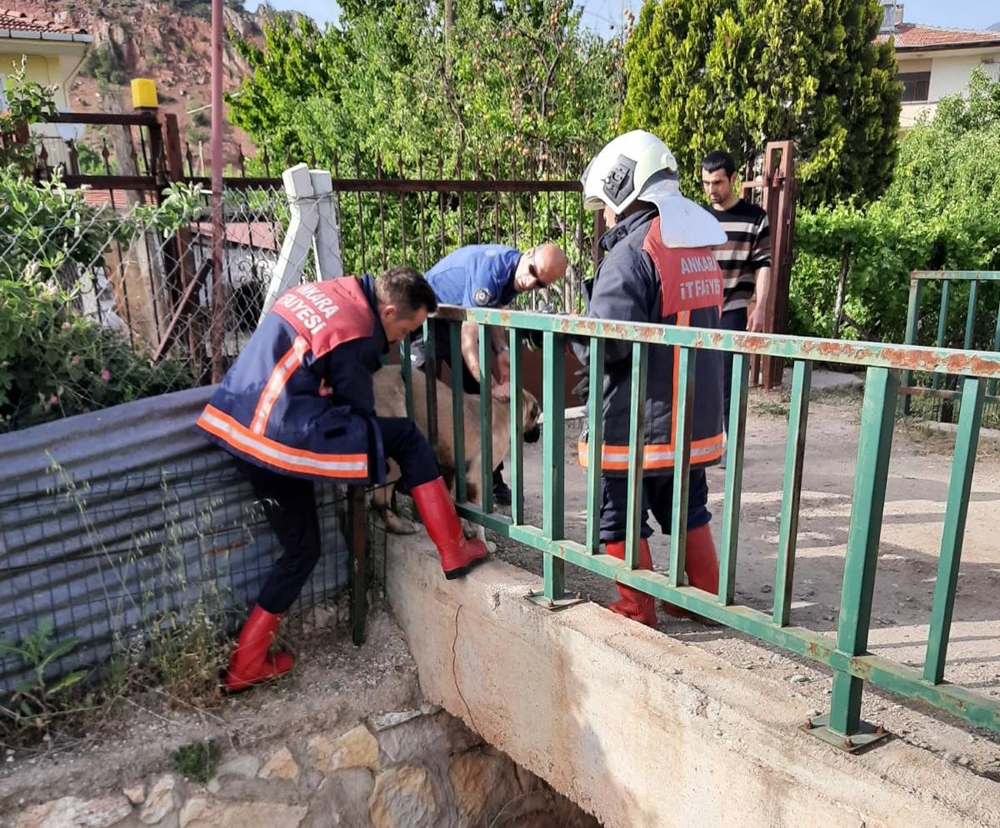 Köprü mazgalına sıkışan köpek yoğun uğraşlar sonucu çıkartıldı