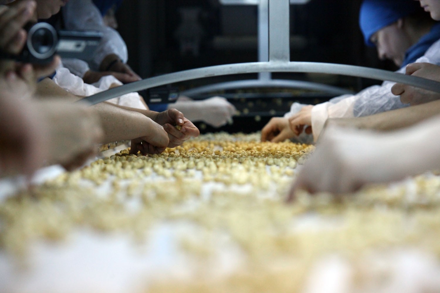 Korona virüs salgını fındık fiyatlarını ve ihracatını olumsuz etkiliyor