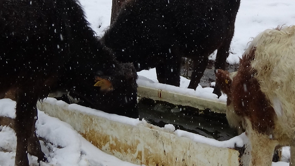 Köylerde Kış Çilesi Başladı