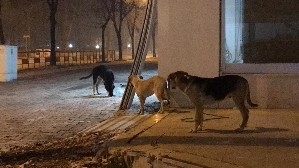 Kullanılıp yere atılan maske ve eldivenler tehlike saçıyor