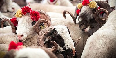 Kurban fiyatlarına çılgın zam!