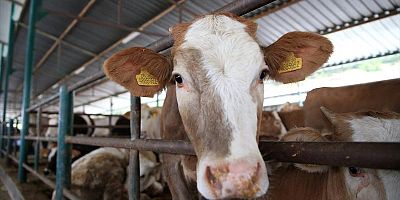 Kurban ibadetiyle ilgili doğru bilinen yanlışlar