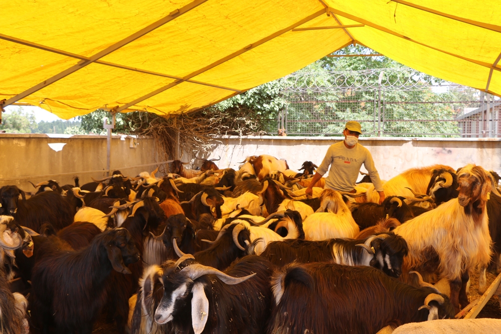 Kurban pazarında keçiye talep arttı