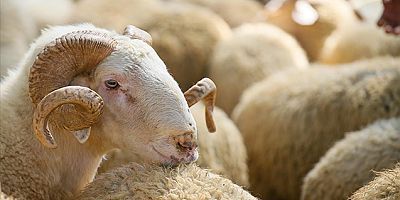 Kurban satış ve kesimine ilişkin kurallar belirlendi