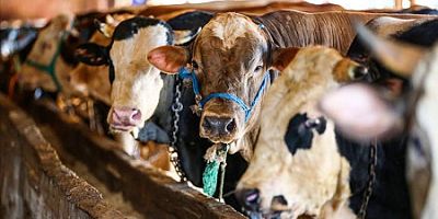 Kurbanlık alacaklara uzmanından önemli uyarılar