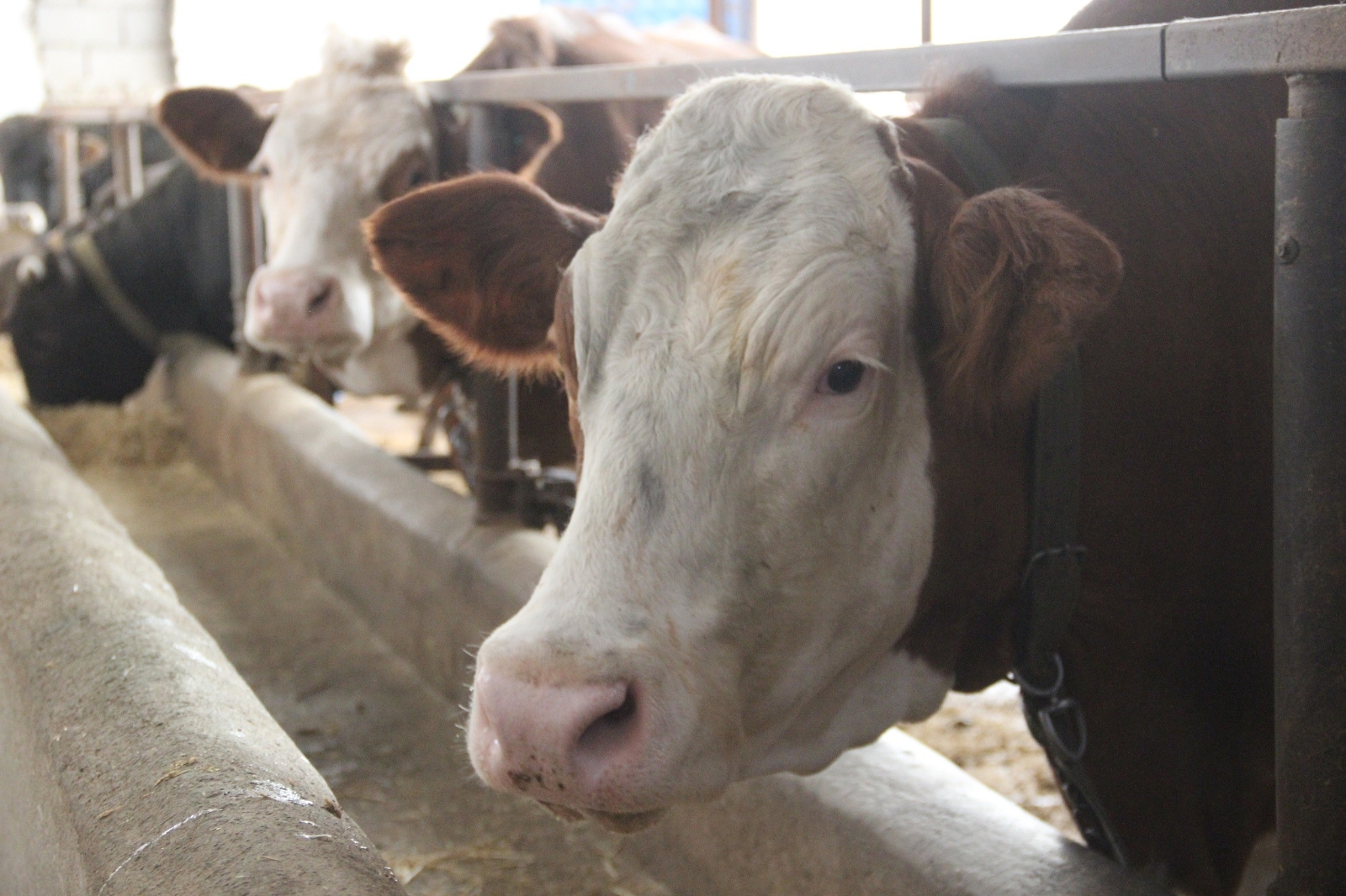 Kurbanlık fiyatında artış beklenmiyor