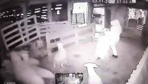 Kurbanlık koçları sürükleye sürükleye çaldılar