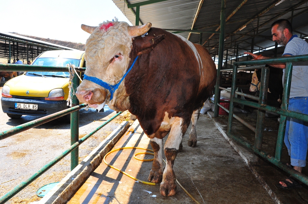 Kurbanlık tosun otomobil fiyatına satışa sunuldu
