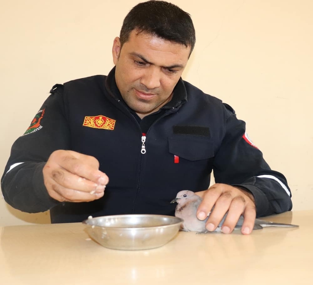 Kurtardığı Kumruyu Elleriyle Besledi