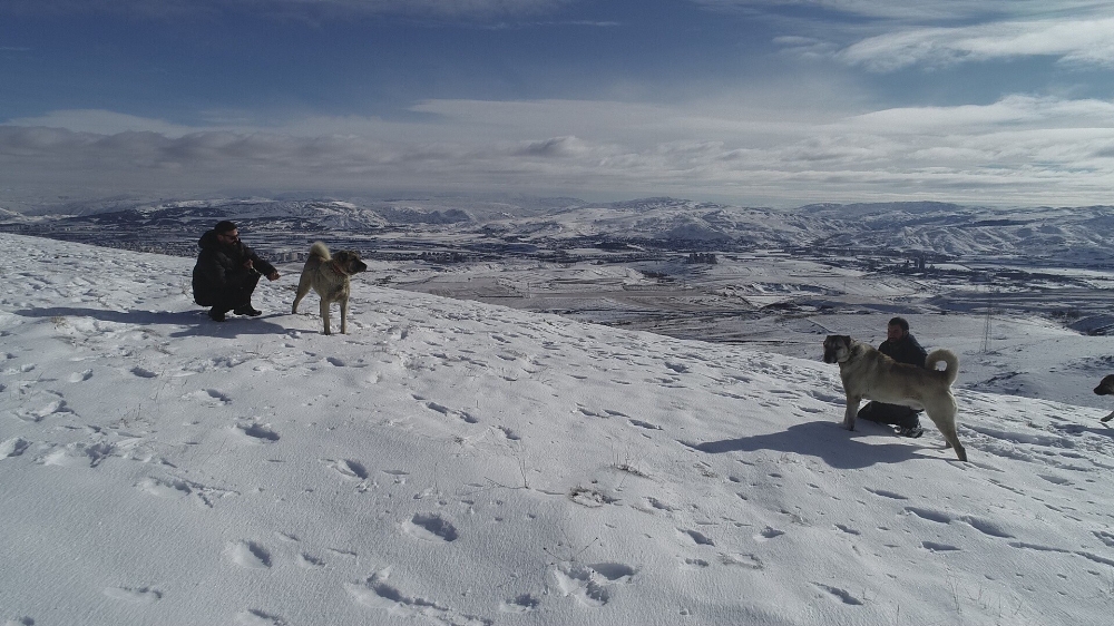 Kurtların korkulu rüyası kangallar, Sibirya soğuklarında eğitiliyor