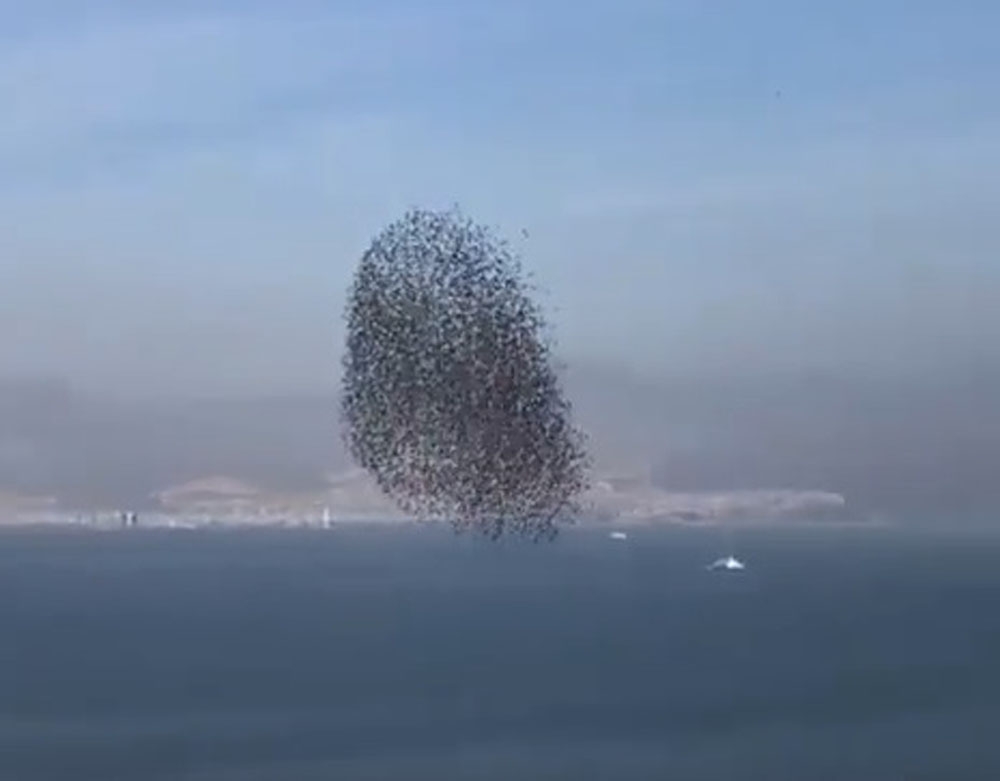 Kuşların Dansı Adeta Görsel Şölen Sundu