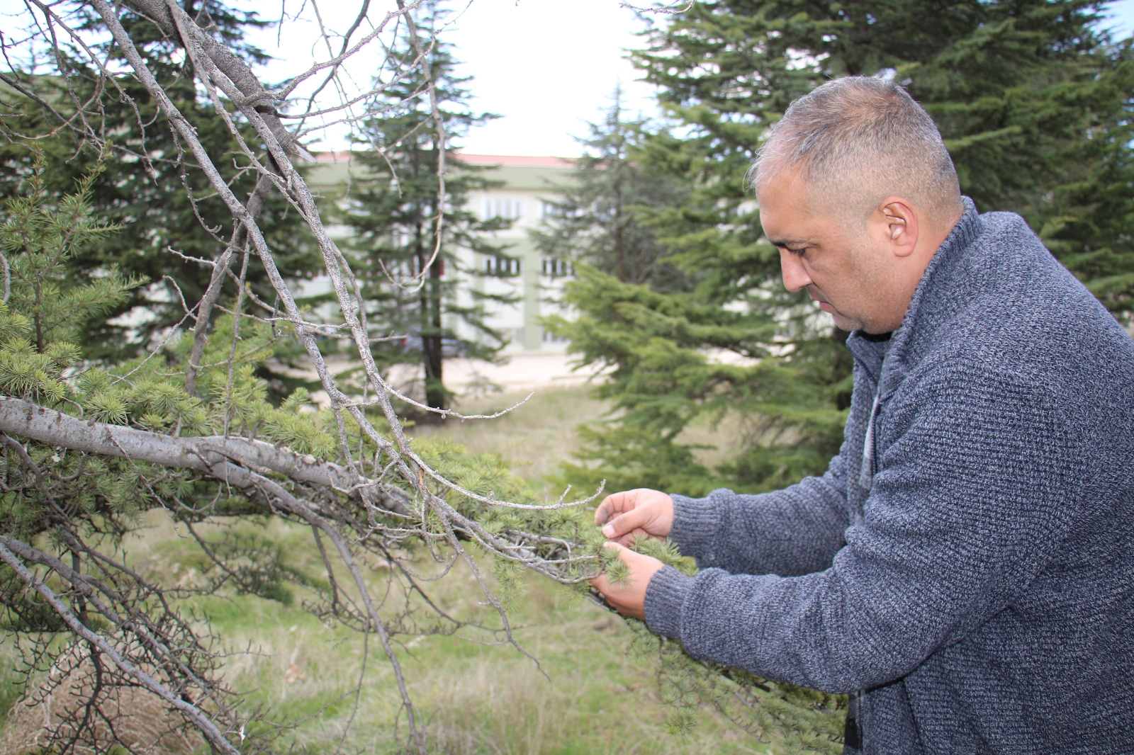 Kuzey Amerika kökenli istilacı böcek, Doğa Anadolu’ya giriş yaptı