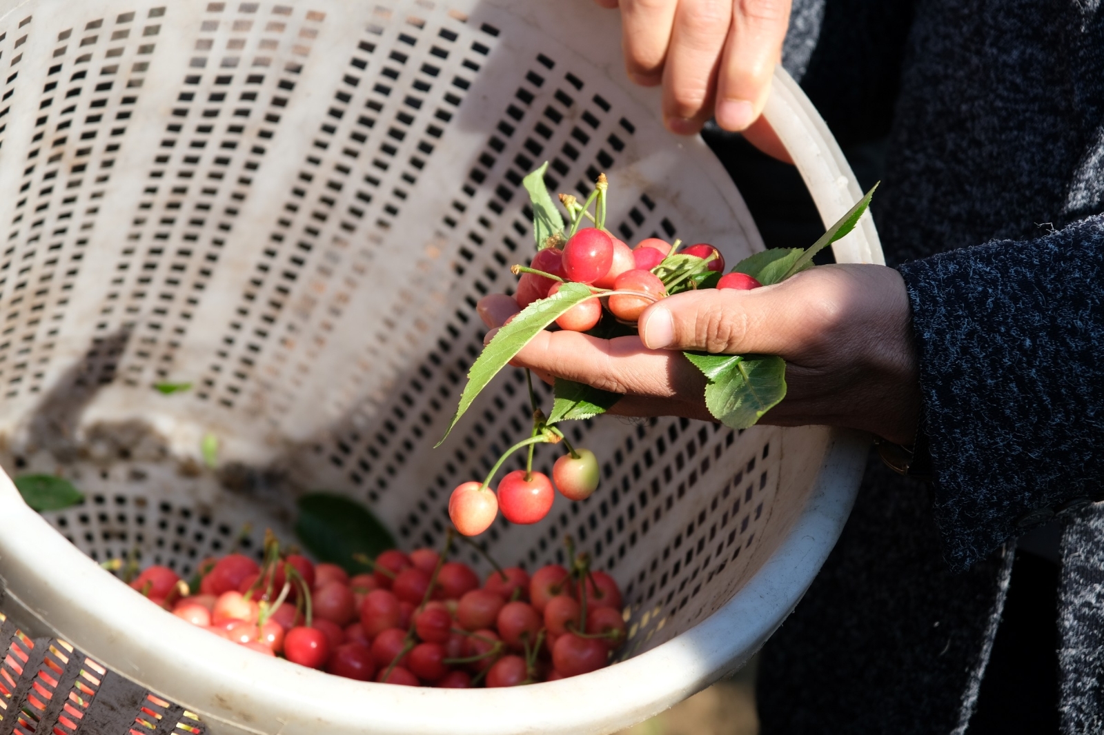 Kuzey yarımkürenin ilk kiraz hasadı Manisa’dan