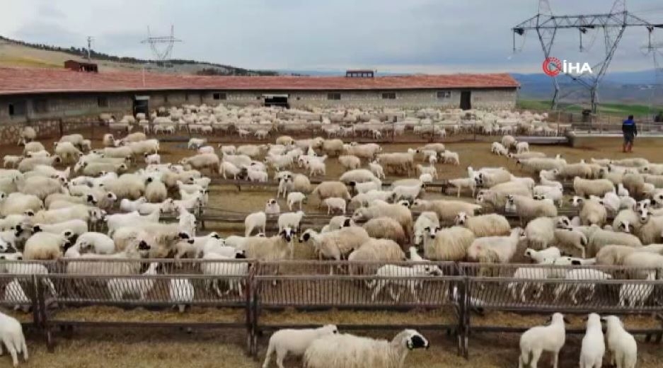 Kuzu ve koyunların duygusal buluşması