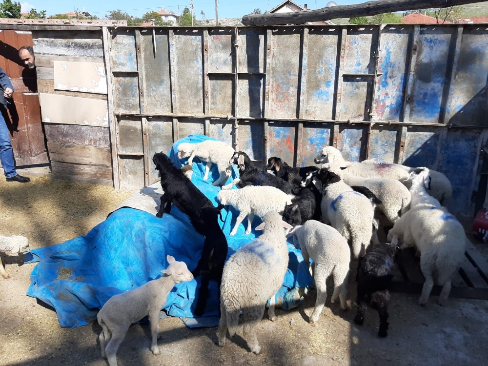 Kuzular ile çalınan annelerini jandarma kavuşturdu