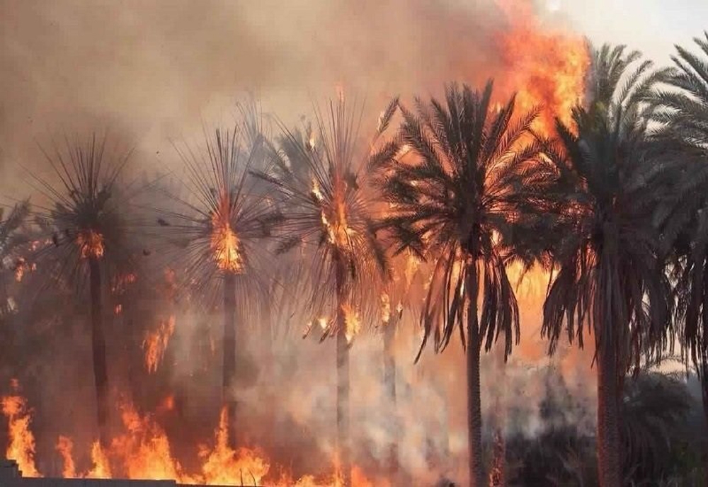 Libya’da 10 bin palmiye ağacı kül oldu
