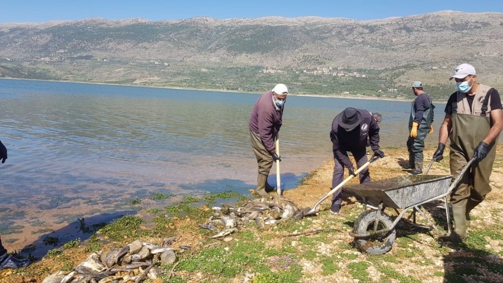 Lübnan’da tonlarca sazan balığı telef oldu