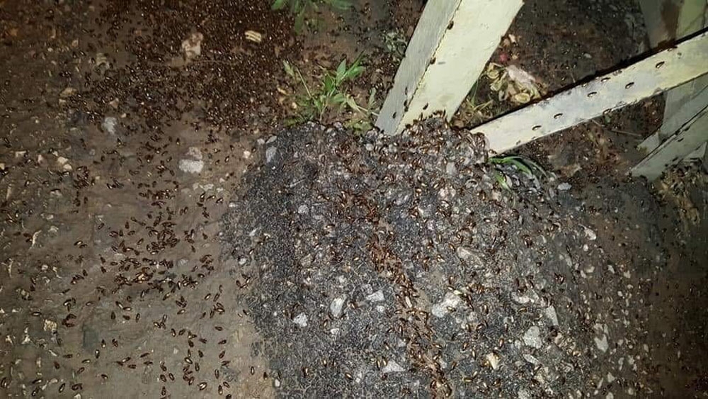 Lübnan’ı çekirgeler ve hamam böcekleri bastı