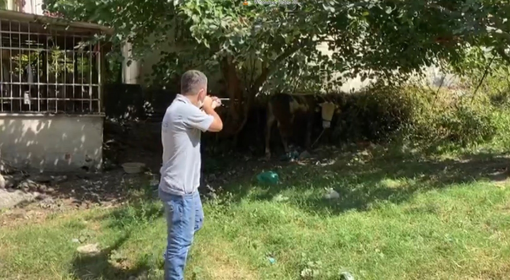 Mağazaya dalan kaçak boğa operasyonla yakalandı