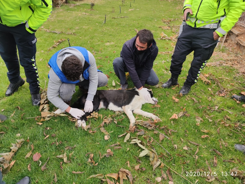 Malatya’da ayağı kırılan köpeğe polis sahip çıktı