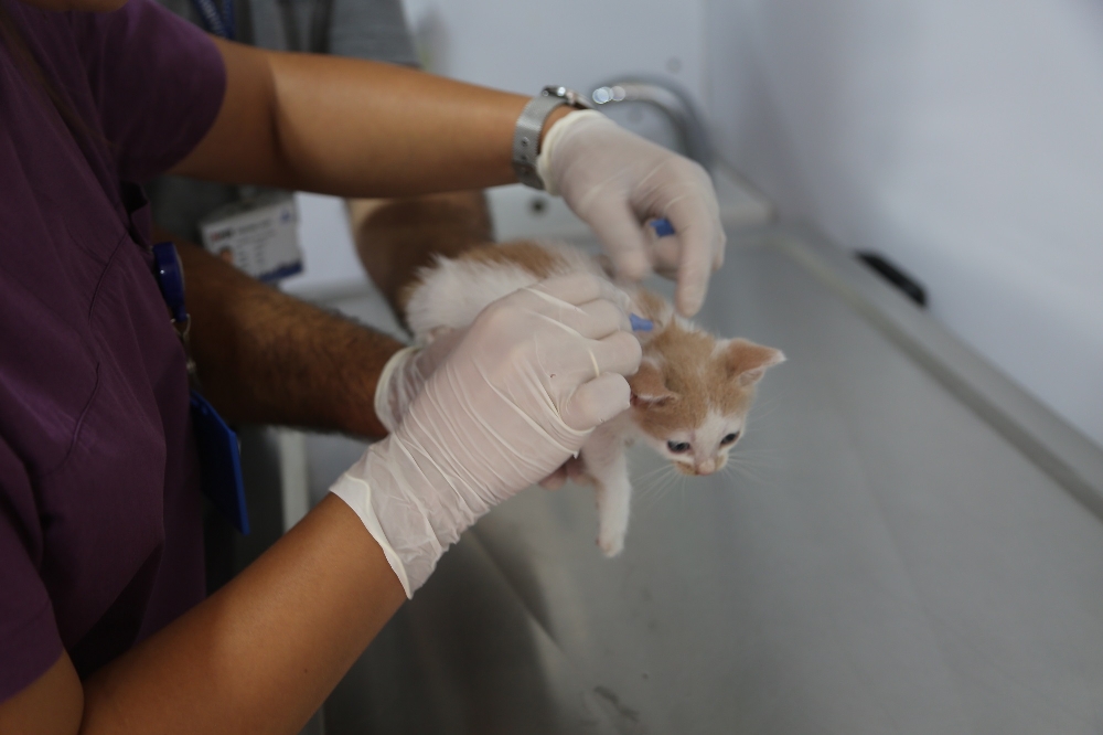 Maltepe’de 2019’da 15 bin sokak hayvanı tedavi edildi