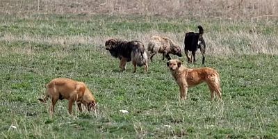 Mama lobisi deşifre oldu! Bağışlar hayvanlara değil şirket kasasına gidiyor