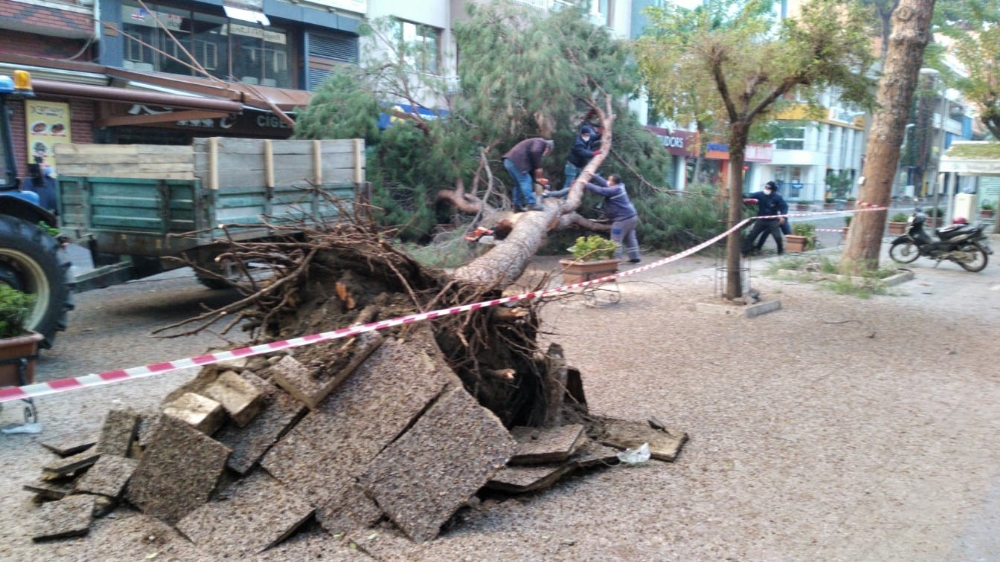 Manisa’da asırlık çam ağaçları bir bir devriliyor
