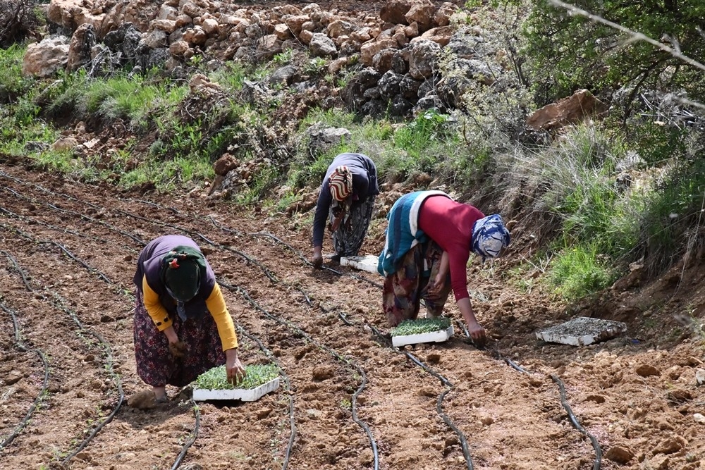 Mardin’de kadın çiftçiler ada çayını toprakla buluşturdu