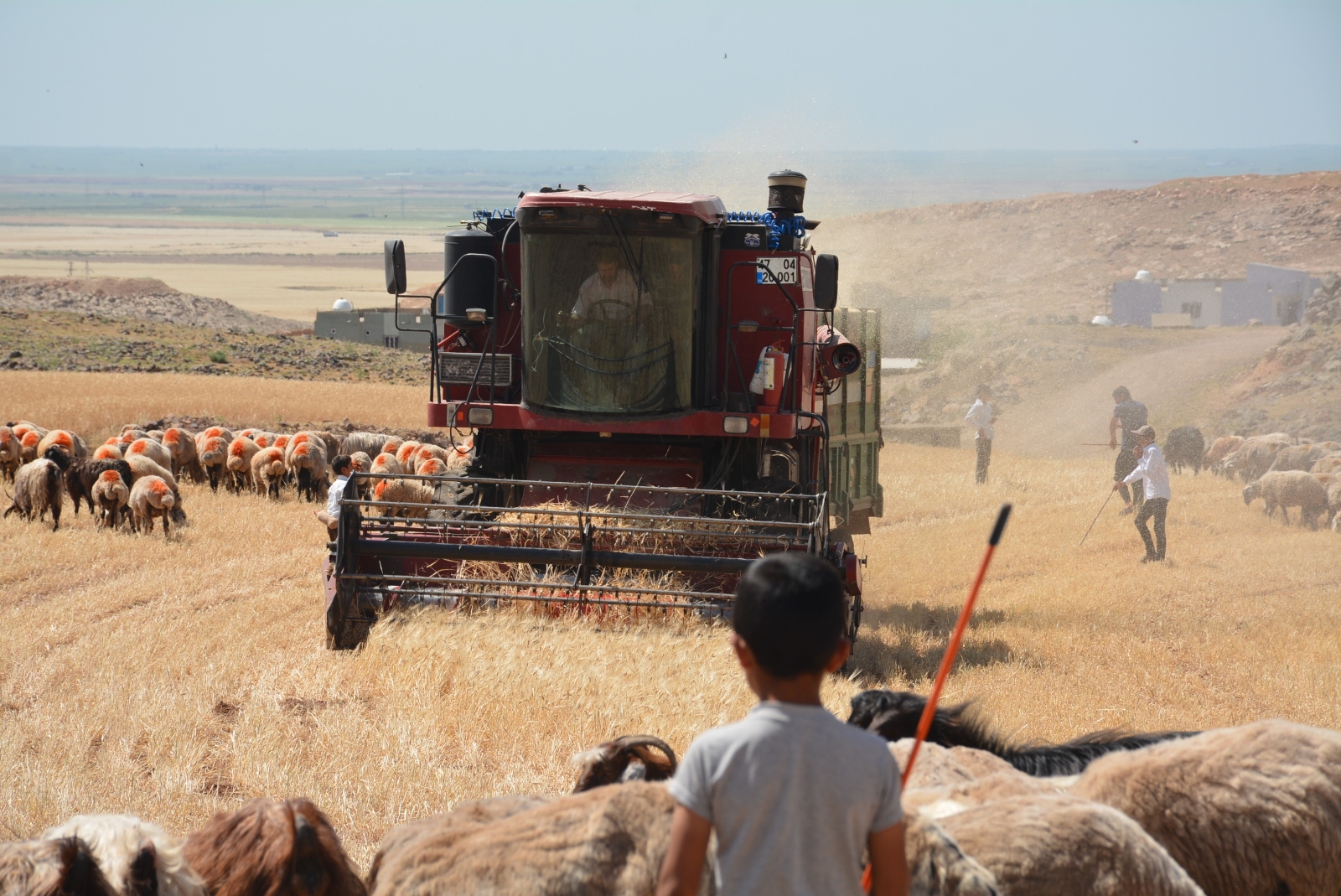 Mardin’de kuraklık nedeniyle mercimek hasadına erken başlandı