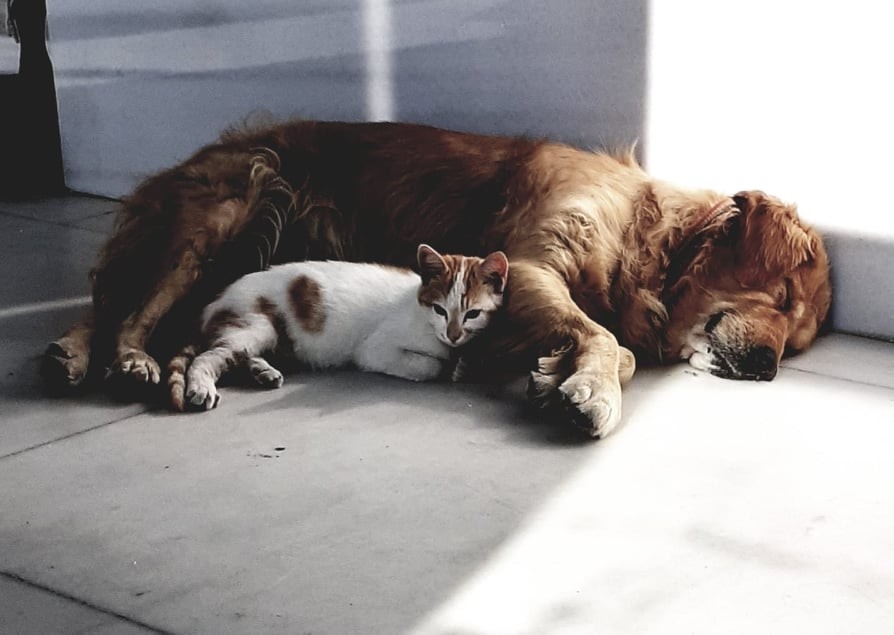 Marmara adasında Pitbull dehşeti