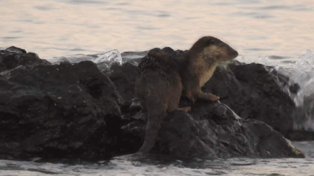 Marmara Denizi’nde su samuru heyecanı