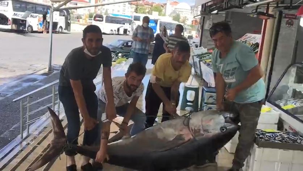 Marmara’da dev orkinos balığı yakalandı