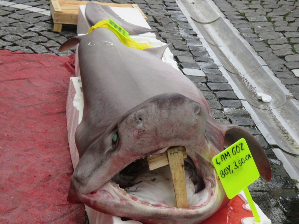 Marmarada Yakalandı: 3.5 Metre Boyunda, 120 Kilo Ağırlığında