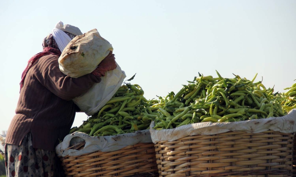 Martta zam şampiyonu sivri biber oldu