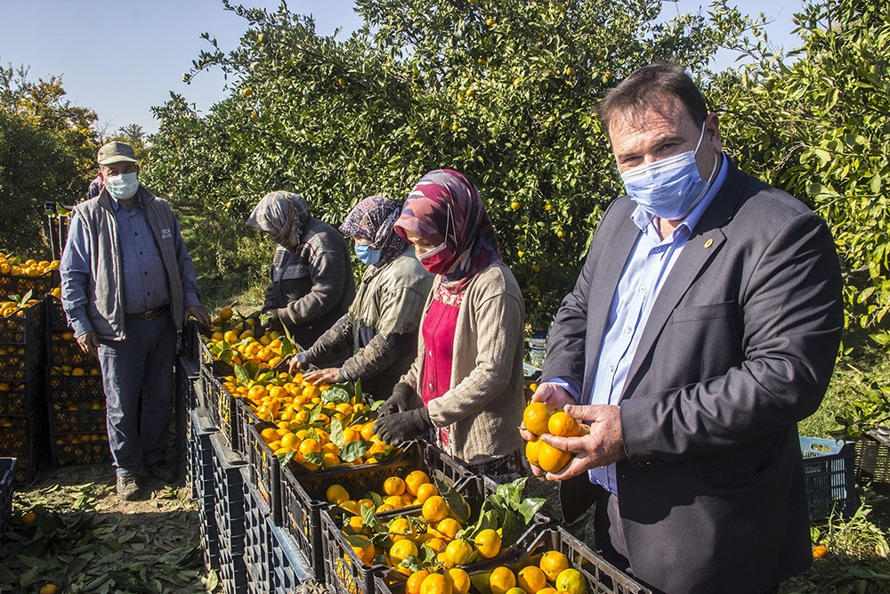 Maskeli, mesafeli mandalina hasadı başladı