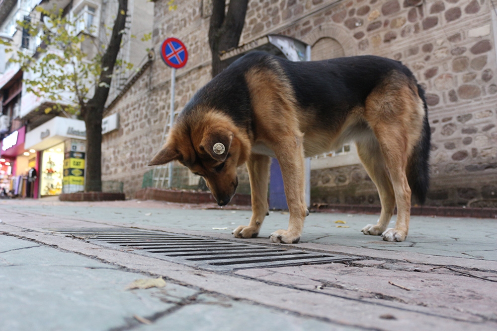 Mazgal köpek caddenin demirbaşı oldu