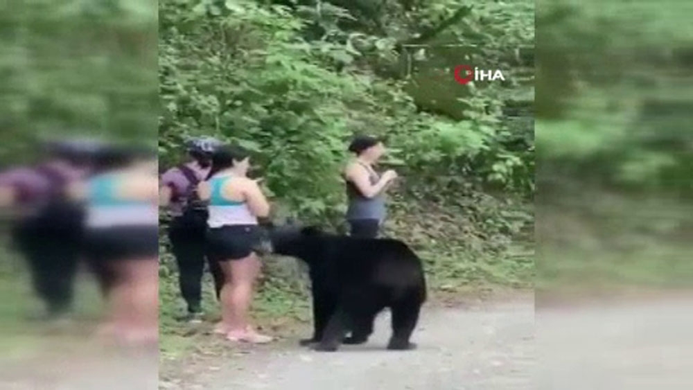 Meksika’da parkta karşılarına çıkan ayı ile selfie çektiler
