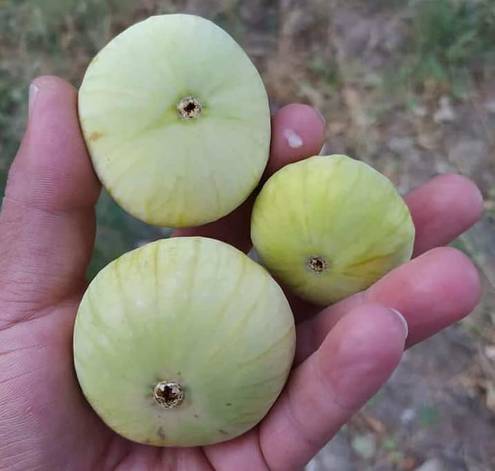Mersin’de incir altın yılını yaşıyor
