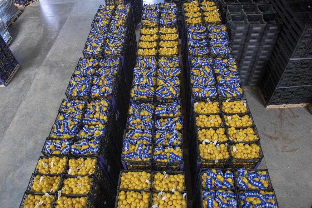Mersin’den İstanbul’a 20 ton limon daha gönderildi