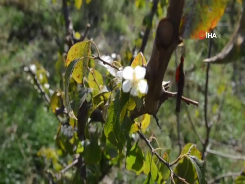 Meyve Ağaçlarında Endişelendiren Görüntü