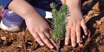 Milyonlarca fidan 11 Kasım'da toprakla buluşacak