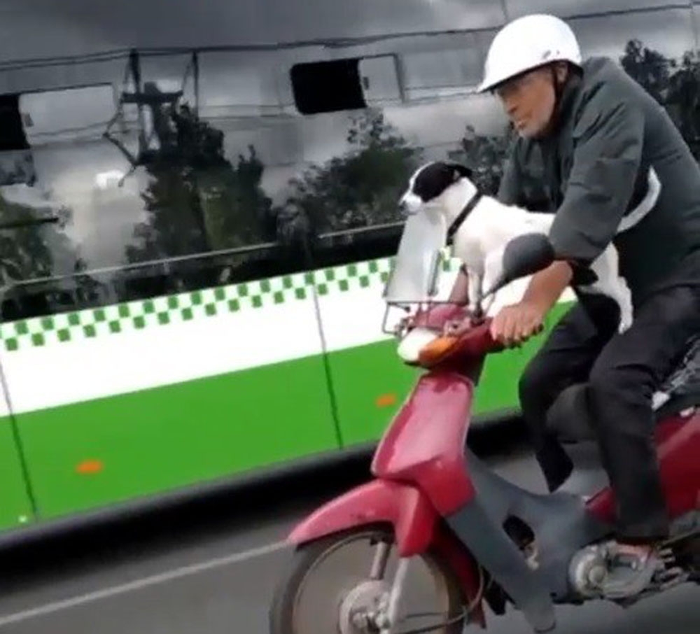 Motosikletli köpek kamerada
