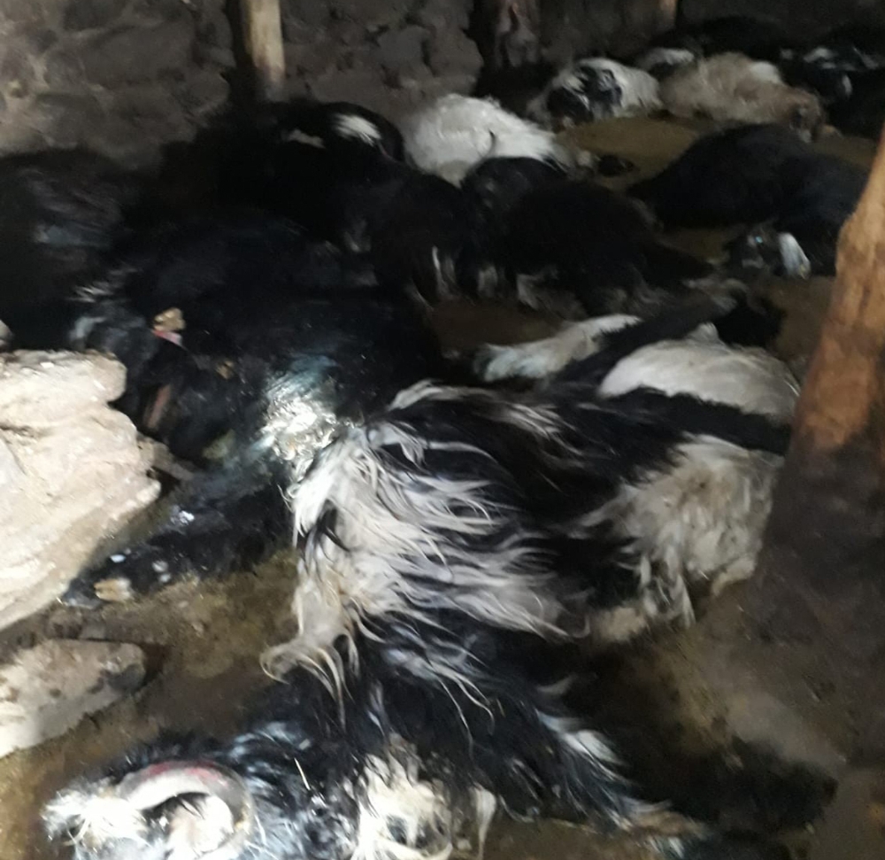 Mumdan çıkan yangında 70 hayvan telef oldu