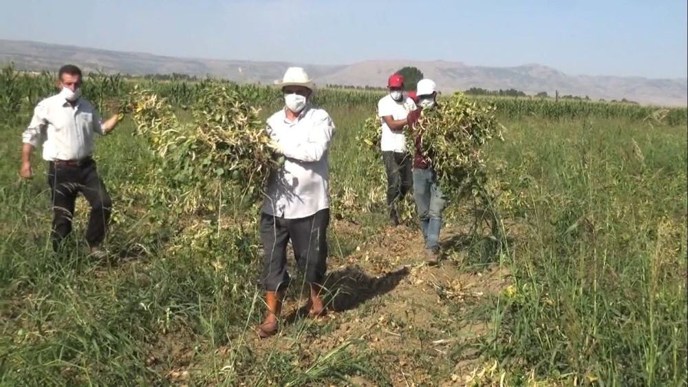Muş’ta devlet destekli kuru fasulyenin hasadına başlandı