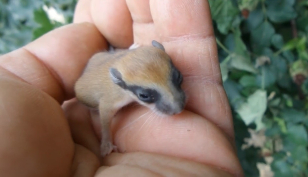 Nadir Bulunan Hayvanı Bulup Bursada Yaşadığını İspatladı