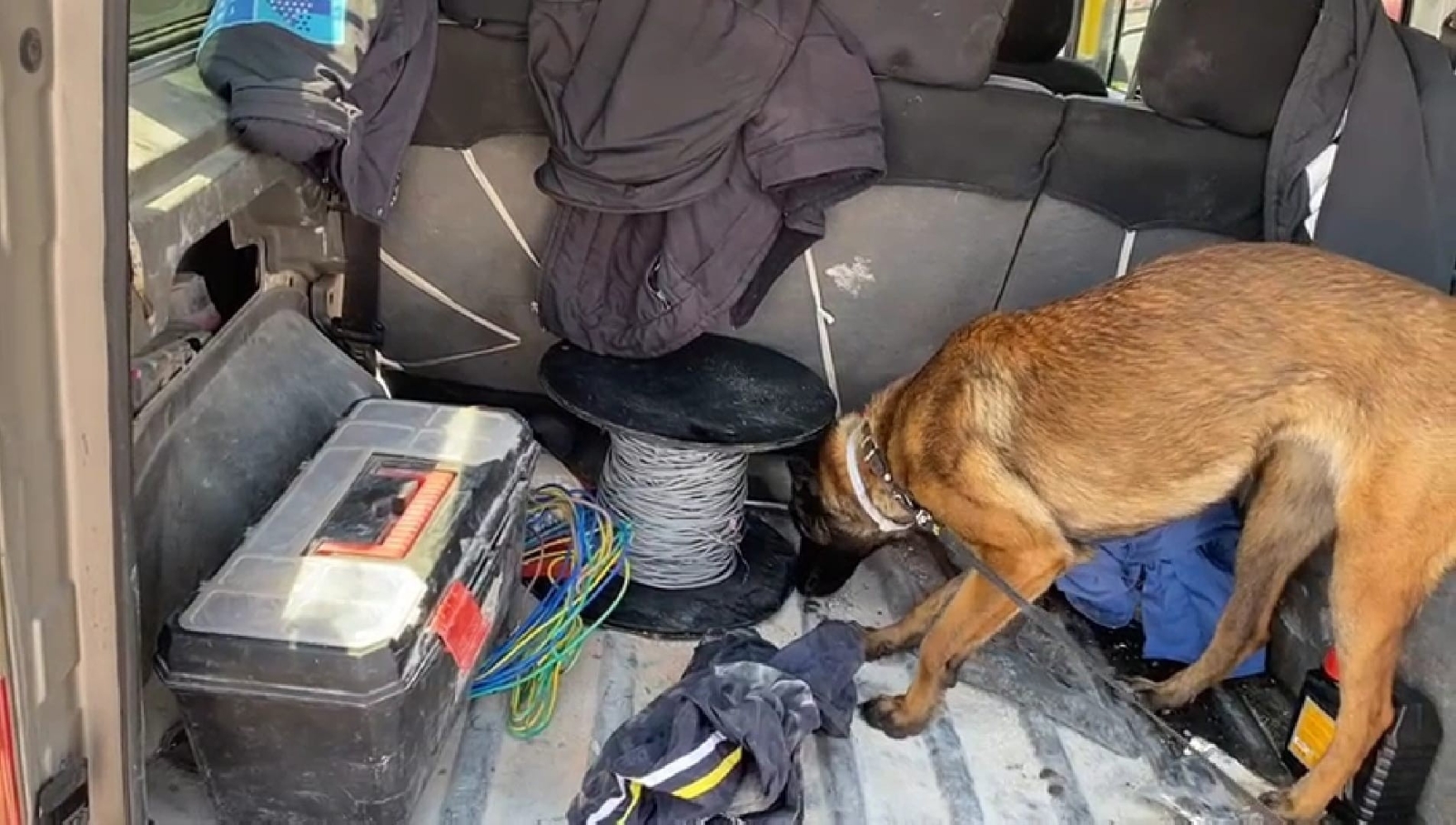 Narkotik Dedektör köpeği ‘MİA’dan zehir tacirlerine geçit yok
